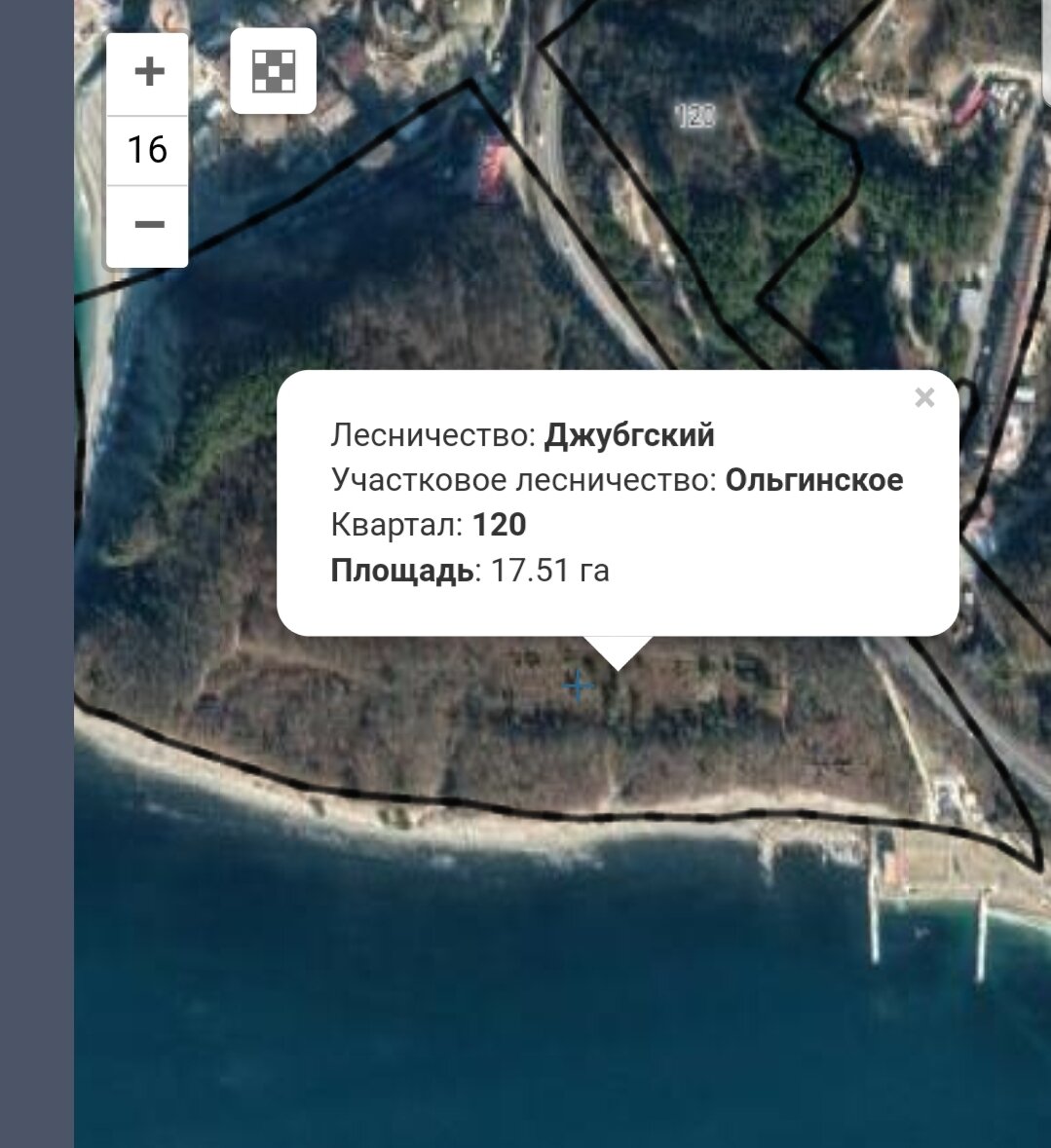 Карта леса