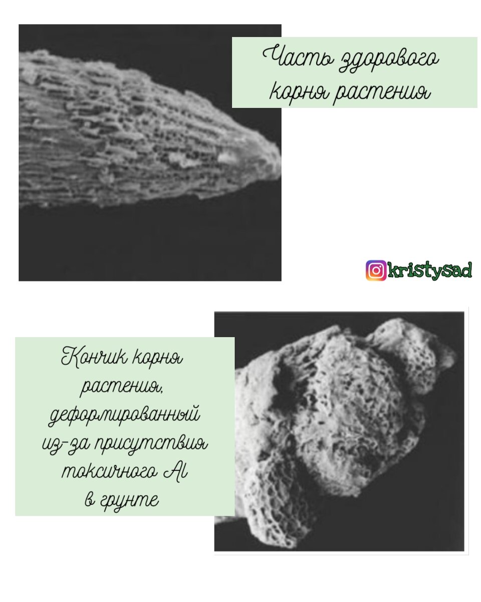Влияние токсичного Al на корневую систему растения 