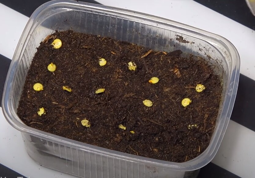 рассада перца. посев семян. посев перца на рассаду. острый перец посев семян на рассаду. посев семян перца на рассаду.