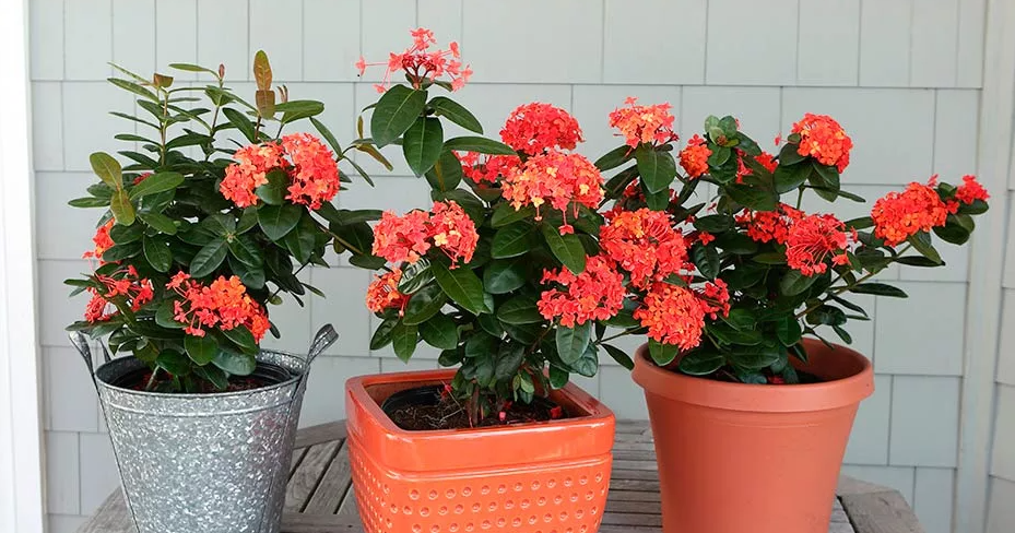 Иксоры к поливу готовы!