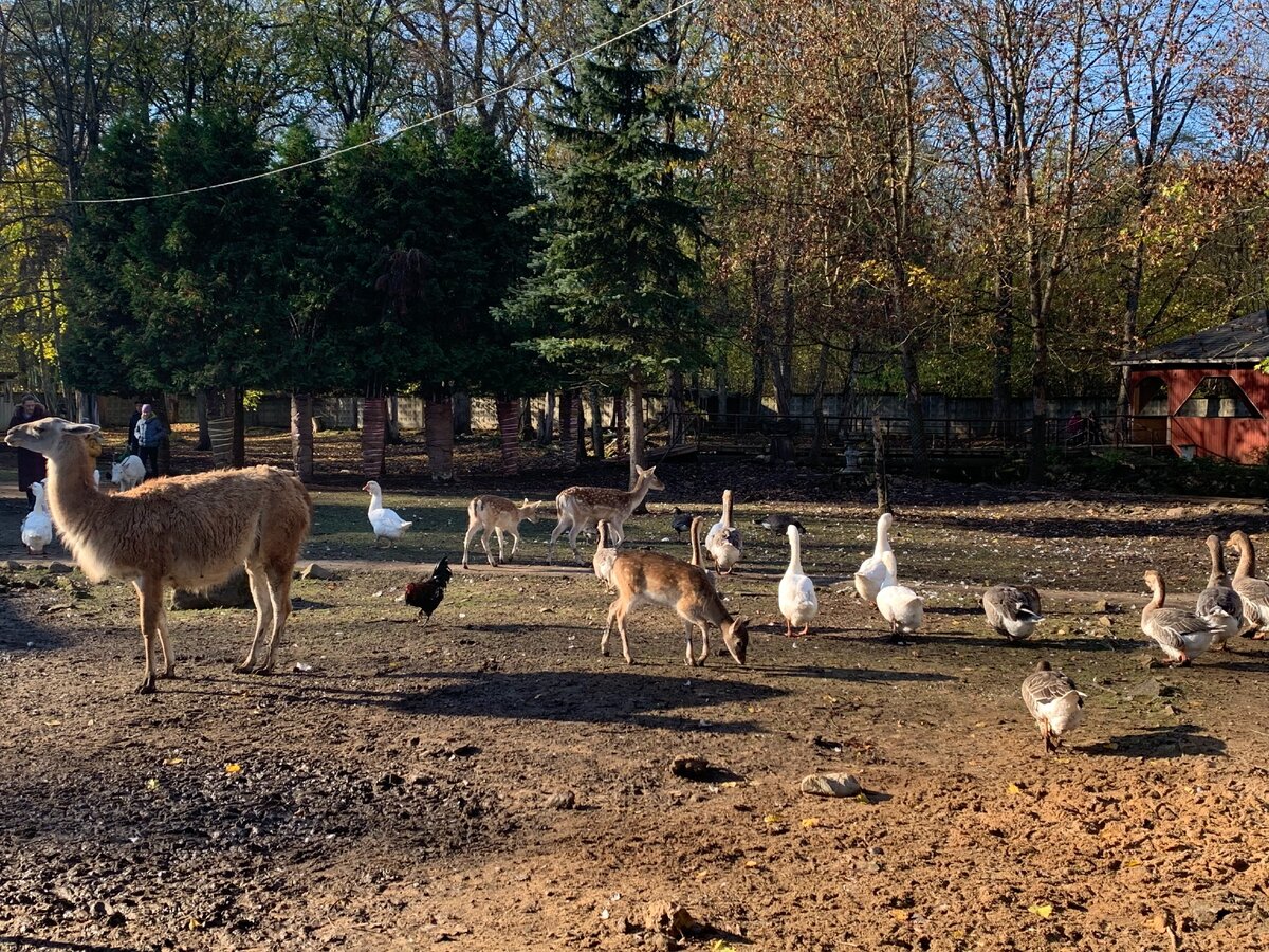 Животные не в клетках