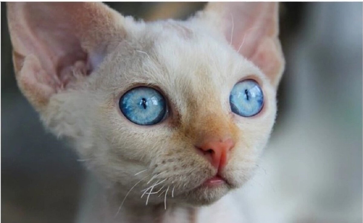 Изображение из открытых источников