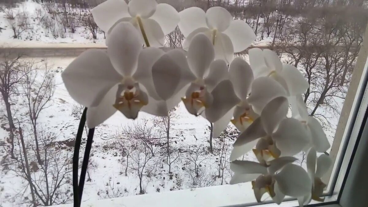 Фаленопсис Winter White