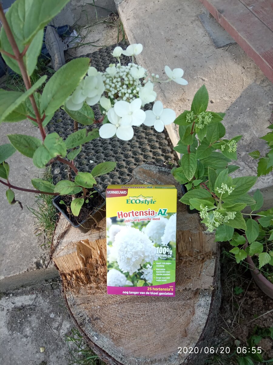 Фото органические удобрения для гортензий Ecostyle ( мое )