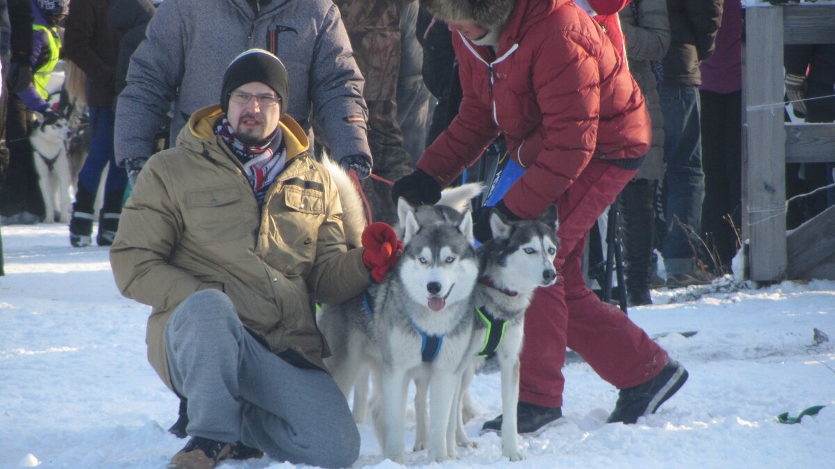 Сибирские хаски