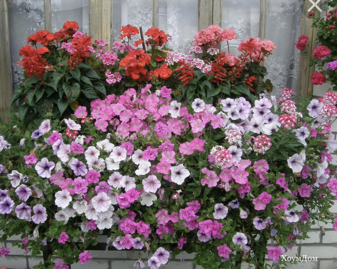 Красота с петуниями 