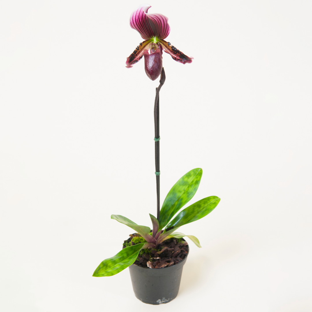 Paphiopedilum