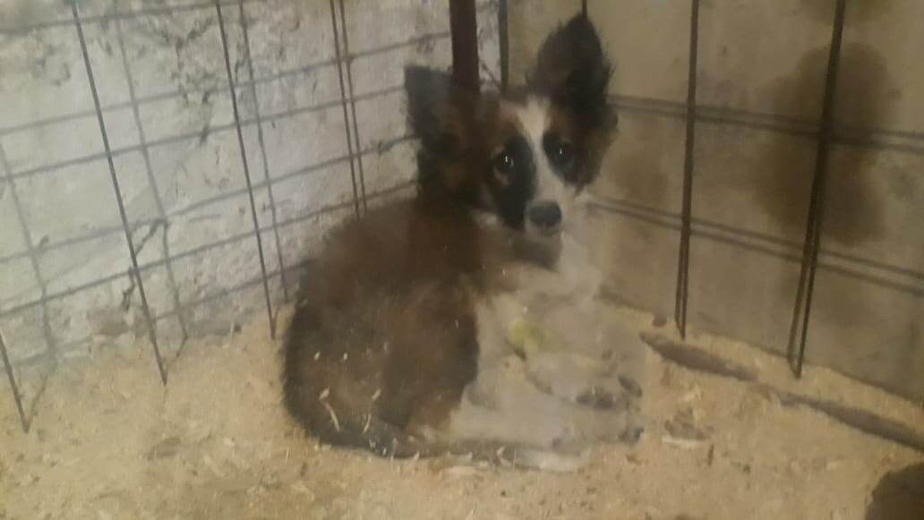 Фото из личного архива приюта.