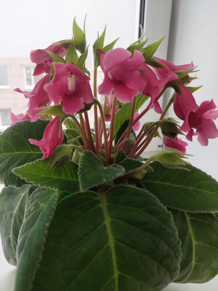 Сестрёнкин стрептокарпус я вам уже показывала 