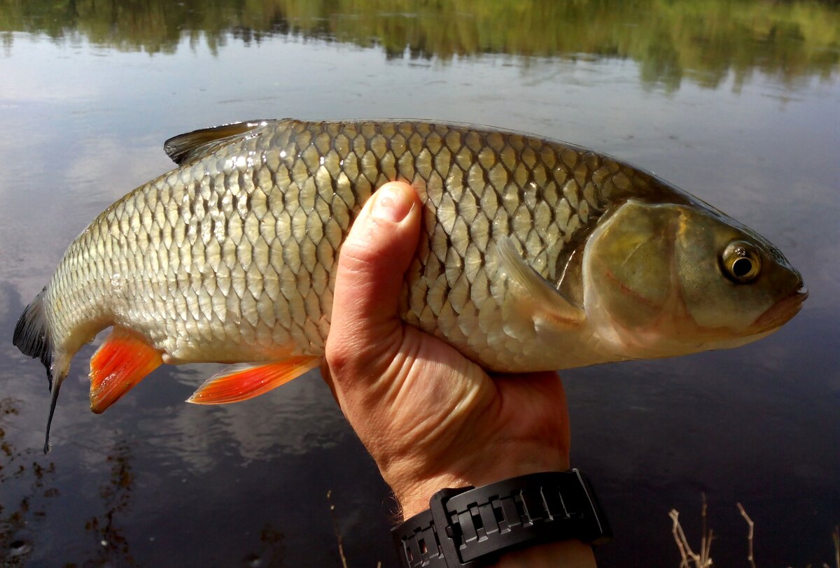 Изучение повадок местных рыб, для повышения эффективности рыбалки (отчет)