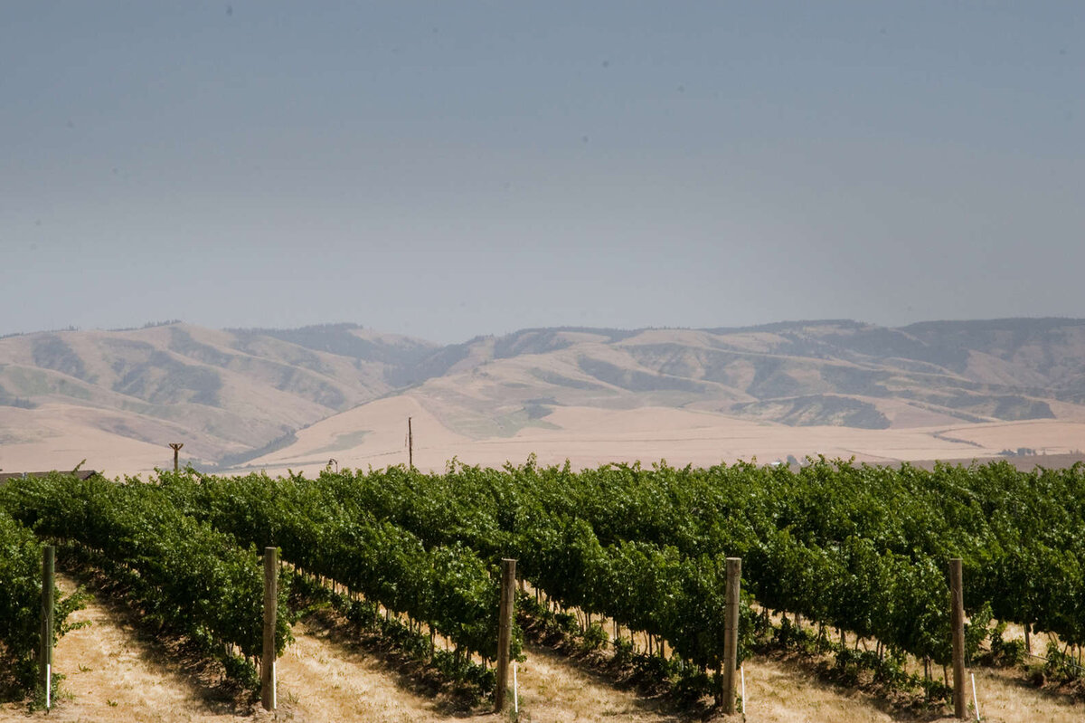 Виноградник в пустыне