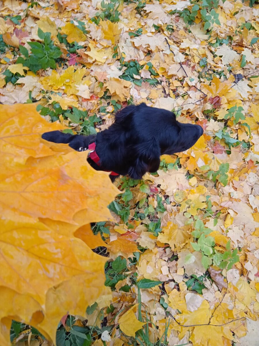 Эльза осенняя 