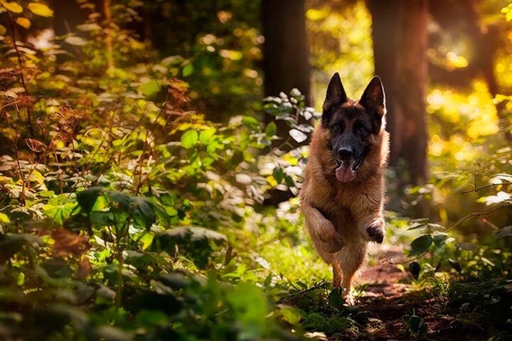 nemeckaja-ovcharka.ru источник чудесного фото