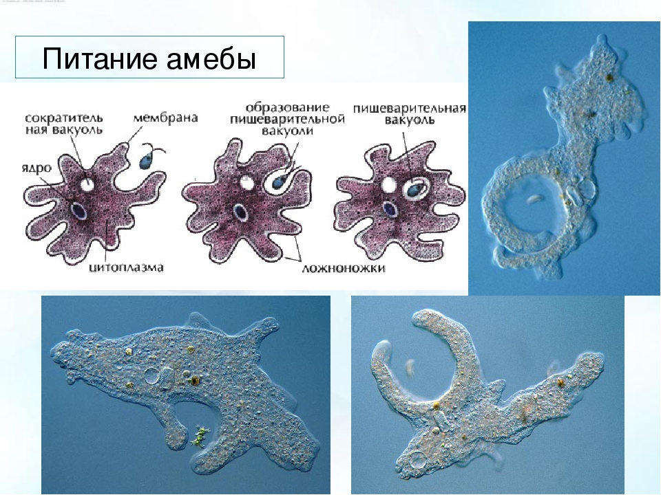 Амеба фото с подписями