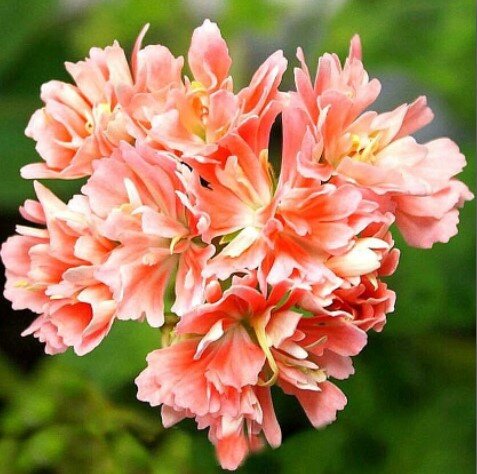  Прекрасный стеллар Gwen lewinston, одна из моих субботних приобретений. Из открытых источников. О нём напишу чуть позже.