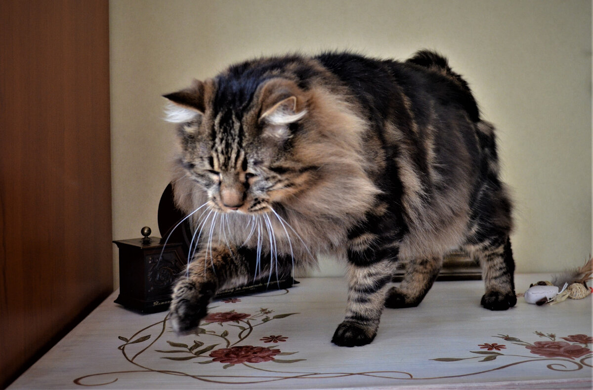 Курильский бобтейл, это гордость России!
Это аборигенная порода т.е. порода созданная природой!
Порода, которую создала сама природа, в суровых тихоокеанских условиях! 
Намочить, этих кошек проблематично, вода скатывается с шерсти!
Хотя, это настоящие рыбаки!
У нас есть знакомый кот ), который живет не далеко от реки. 
Он каждое утро, ходит на берег и ловит рыбу!)))
