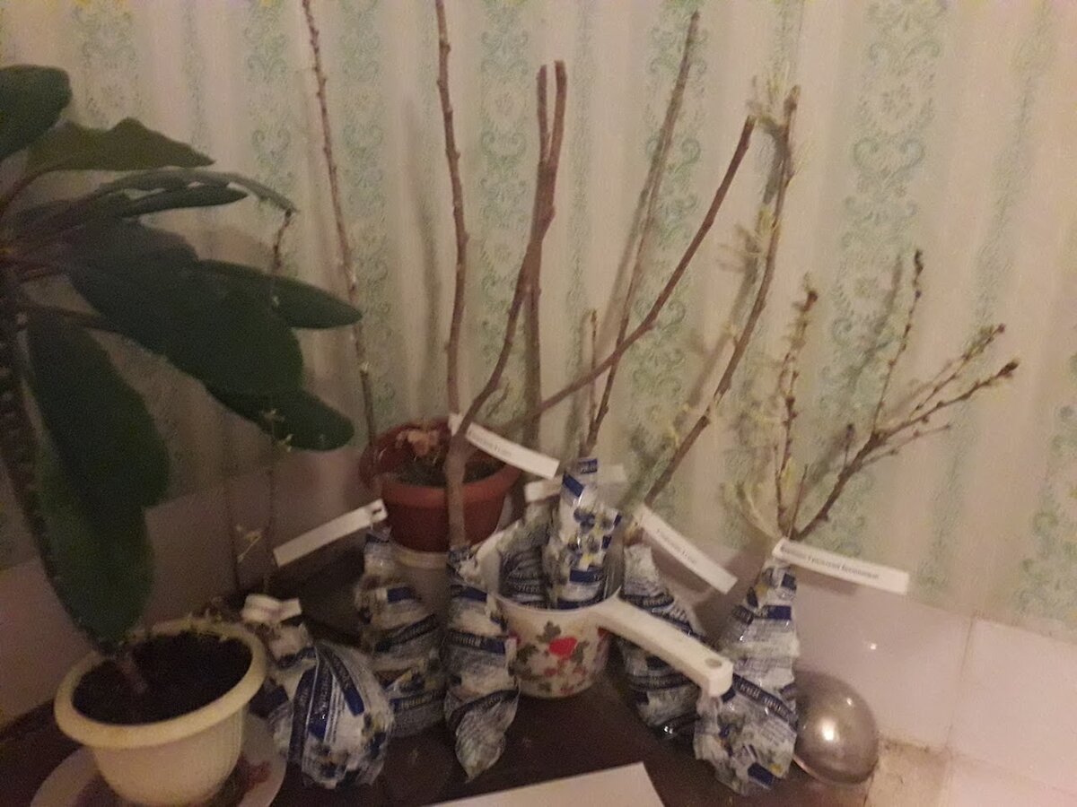 Новые жильцы, которых нужно как можно скорее высадить в саду