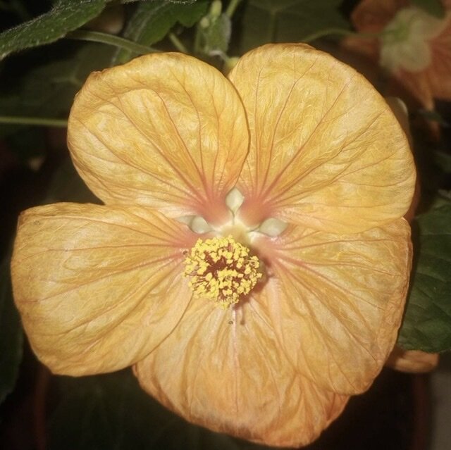 Белла Априкот Шаде / Bella Apricot Shades