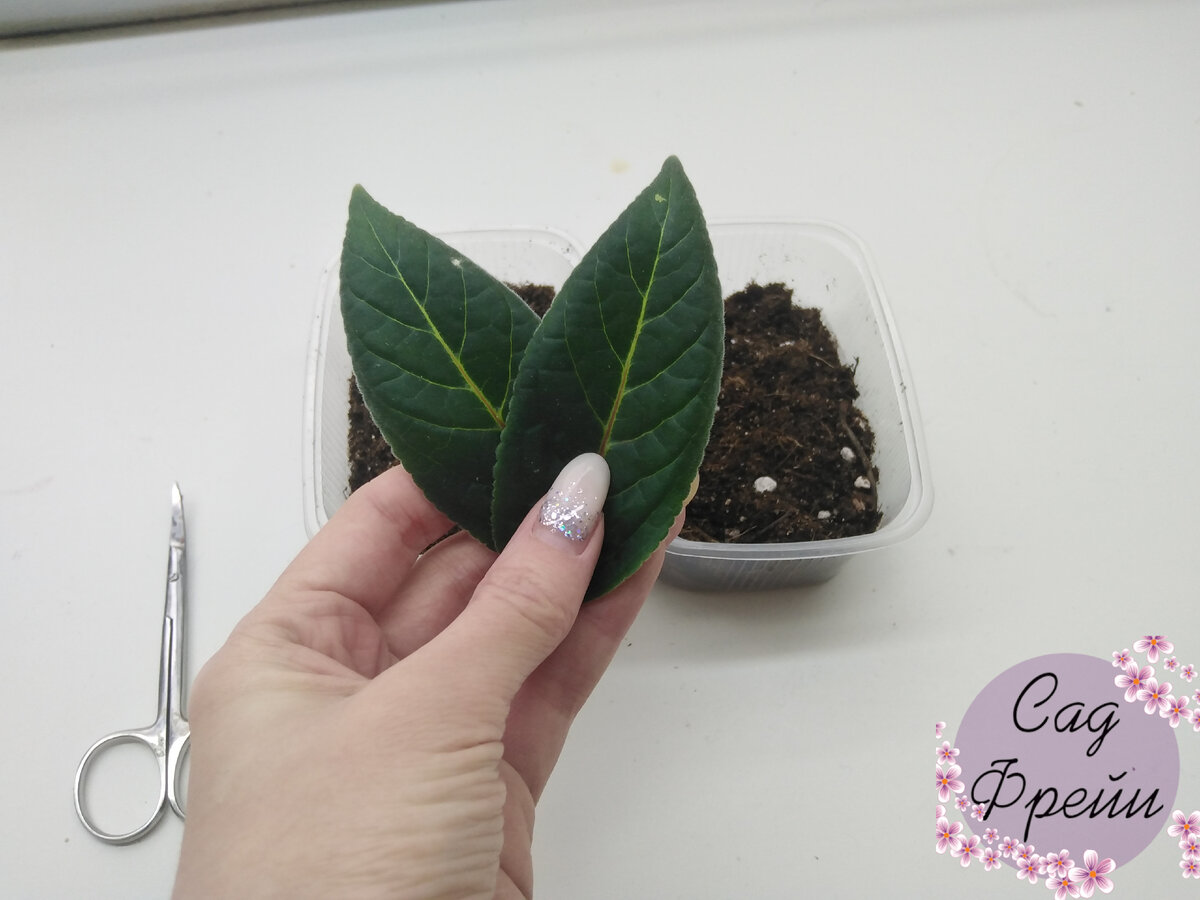 Хотите из 1 листа глоксинии получить несколько растений? Тогда мой скромный опыт для вас! 