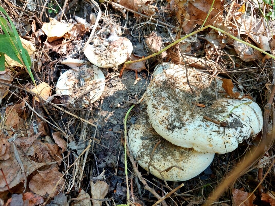 Автор фото Любительница леса