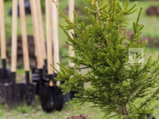     Фото: ИА "Татар-информ"