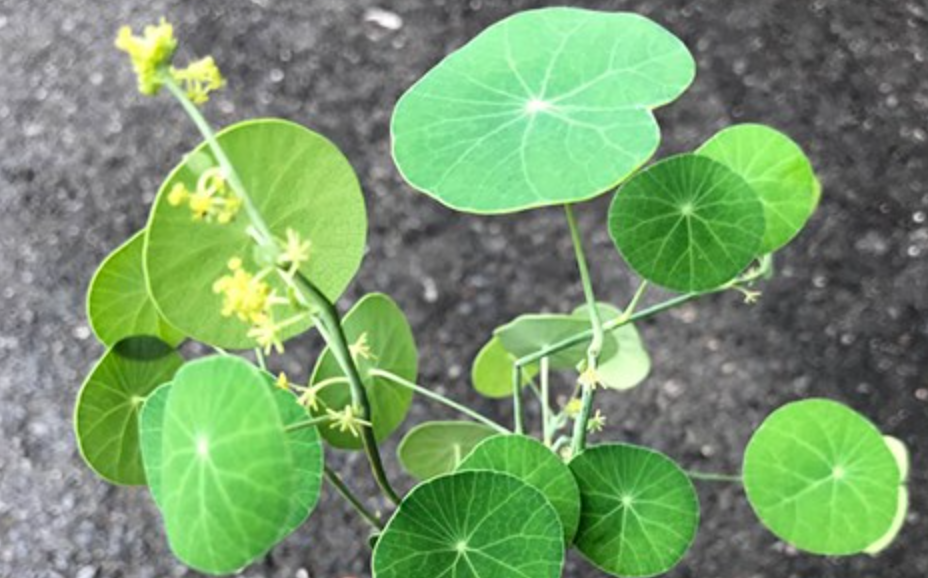 Так цветет Стефания Эректа (источник фото: bkinterplants.com)