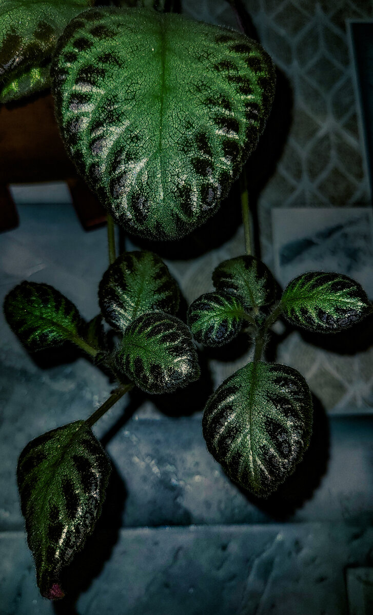 Эписция медно-красная