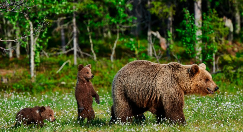 Картинка с сайта https://ru.wallpaper.mob.org/