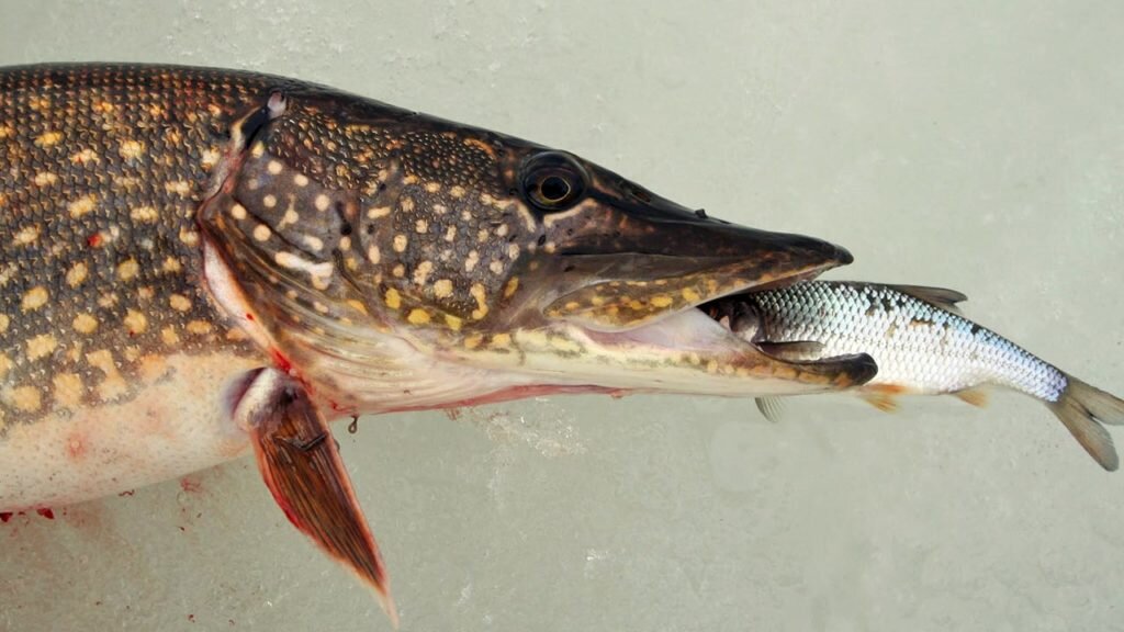 Щука на плотву. Фото взято из интернета.