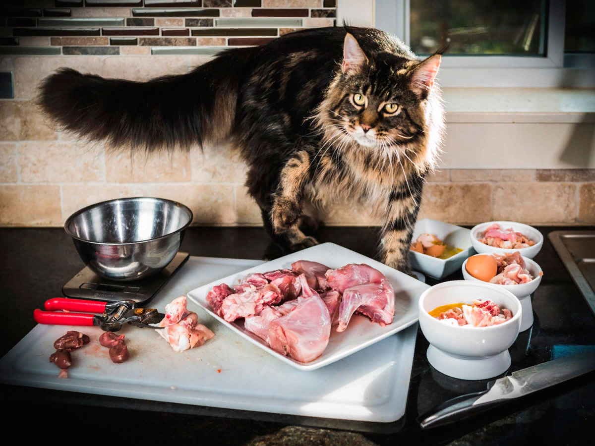 Значительная часть владельцев кошек кормят своих питомцев натуральным рационом. Часто хозяева готовят для подопечных миксы из мяса, субпродуктов и овощей.