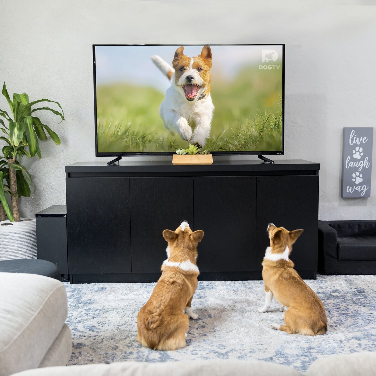 Ученые рассказали, что собаки видят по телевизору