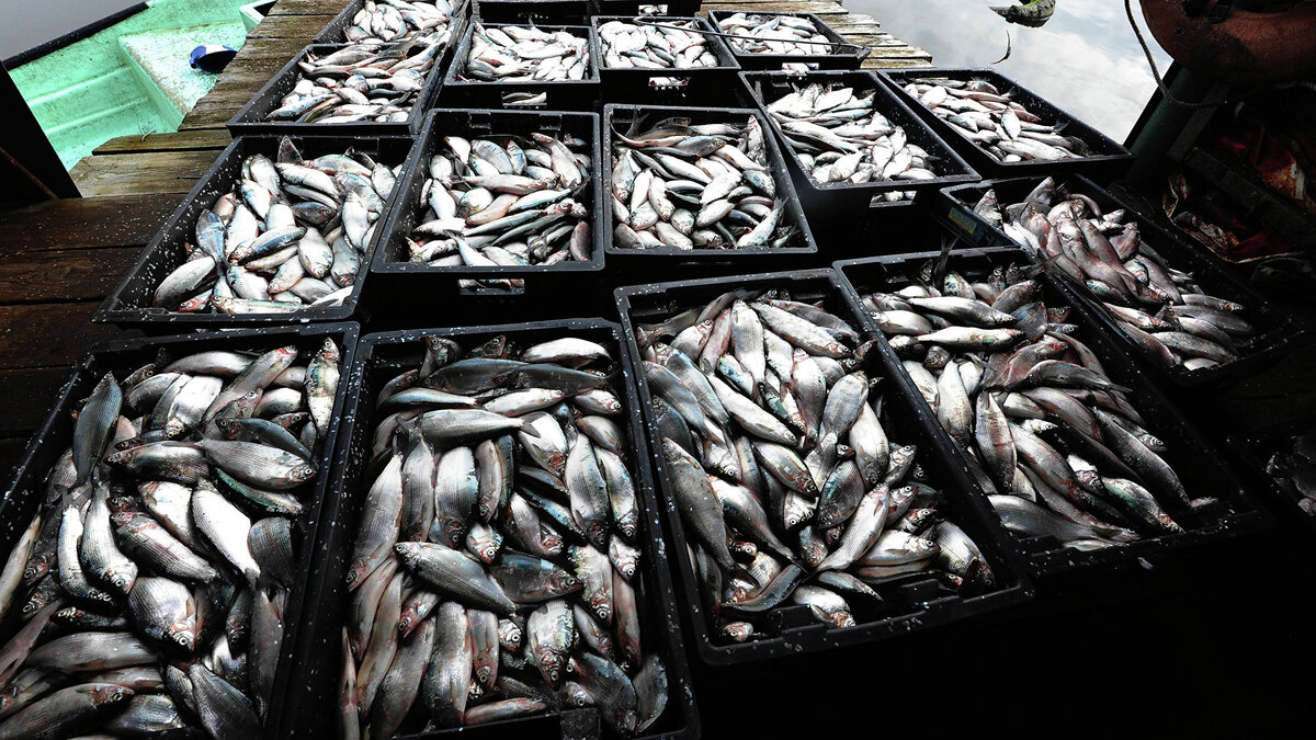    *Рыбоводное хозяйство© РИА Новости . Александр Кондратюк