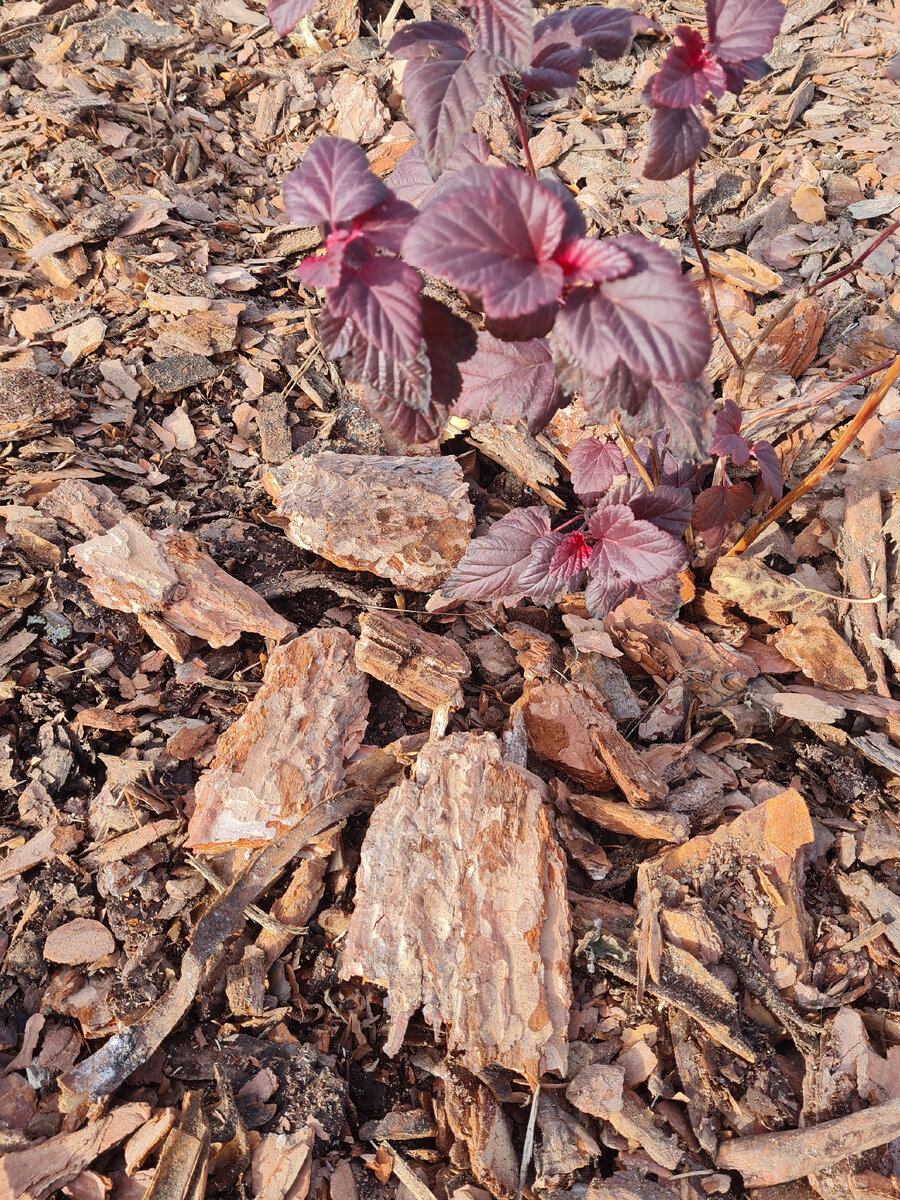 Щепки, завитушки и немного красивых кусочков