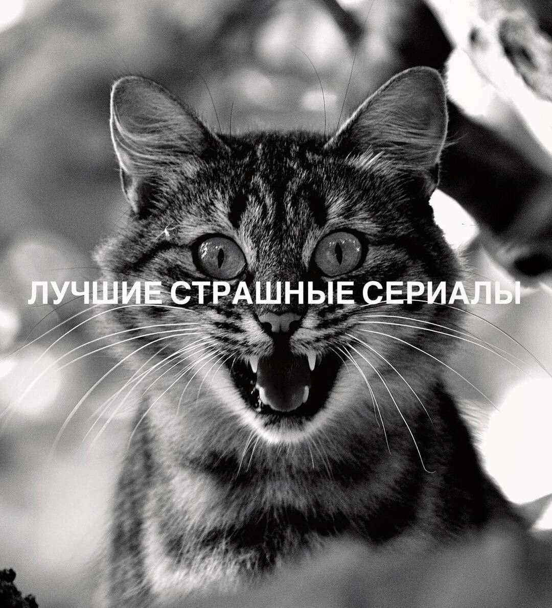 Обзор кинокартин, которые можно смотреть тем, кто боится жёстких триллеров и чудовищных фильмов-ужасов 🦇 