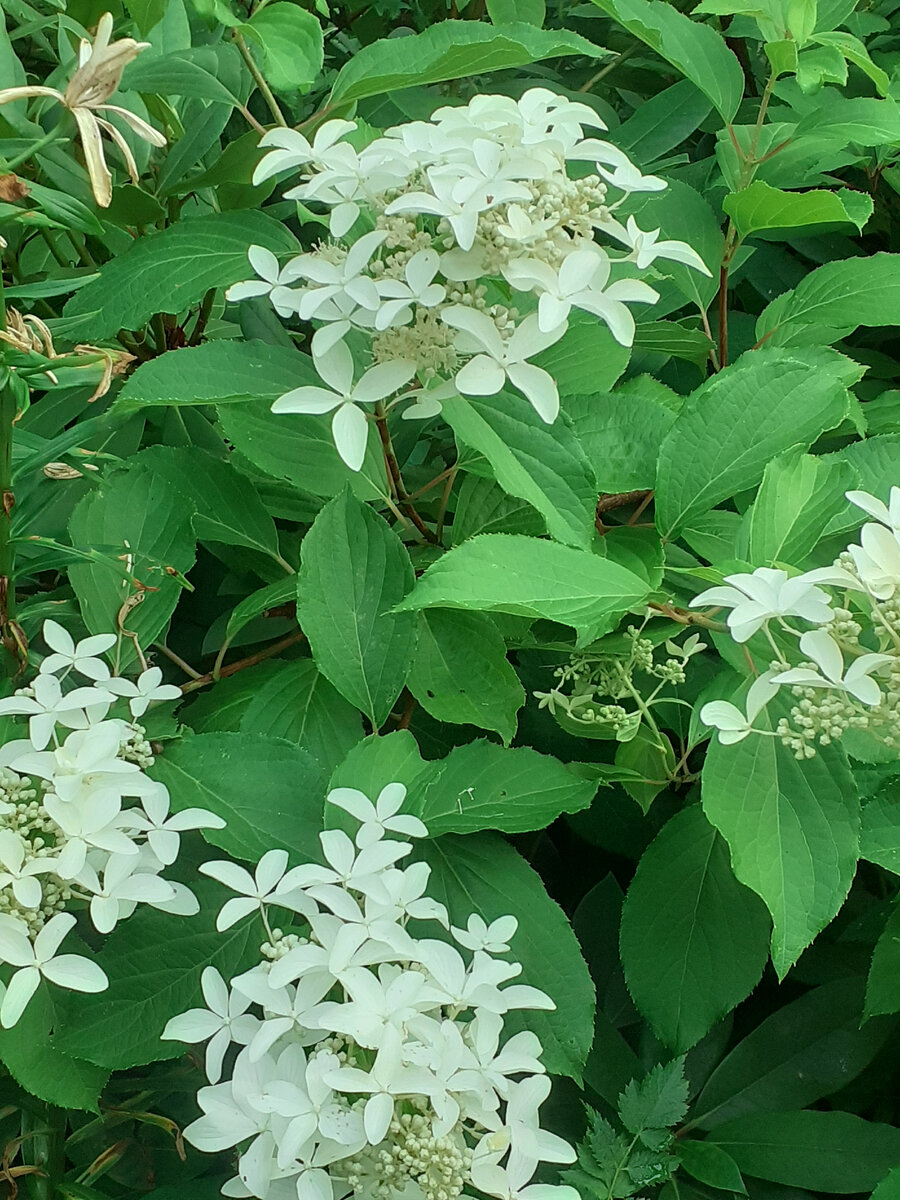 Красотка Great Star в моем саду 