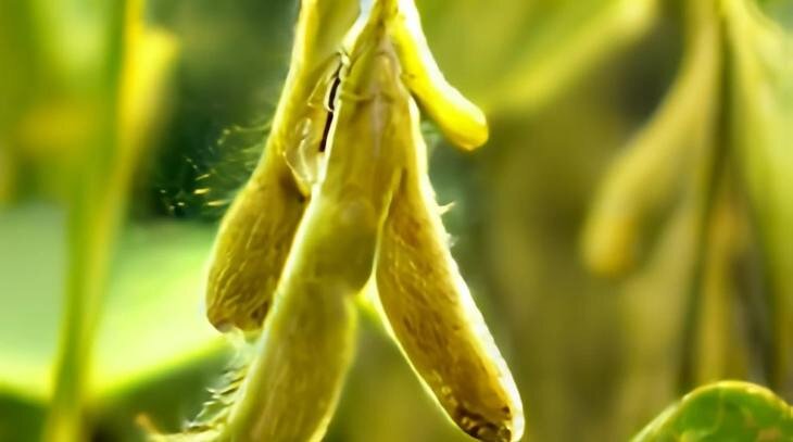    Насколько засухоустойчивая соя может считаться таковой