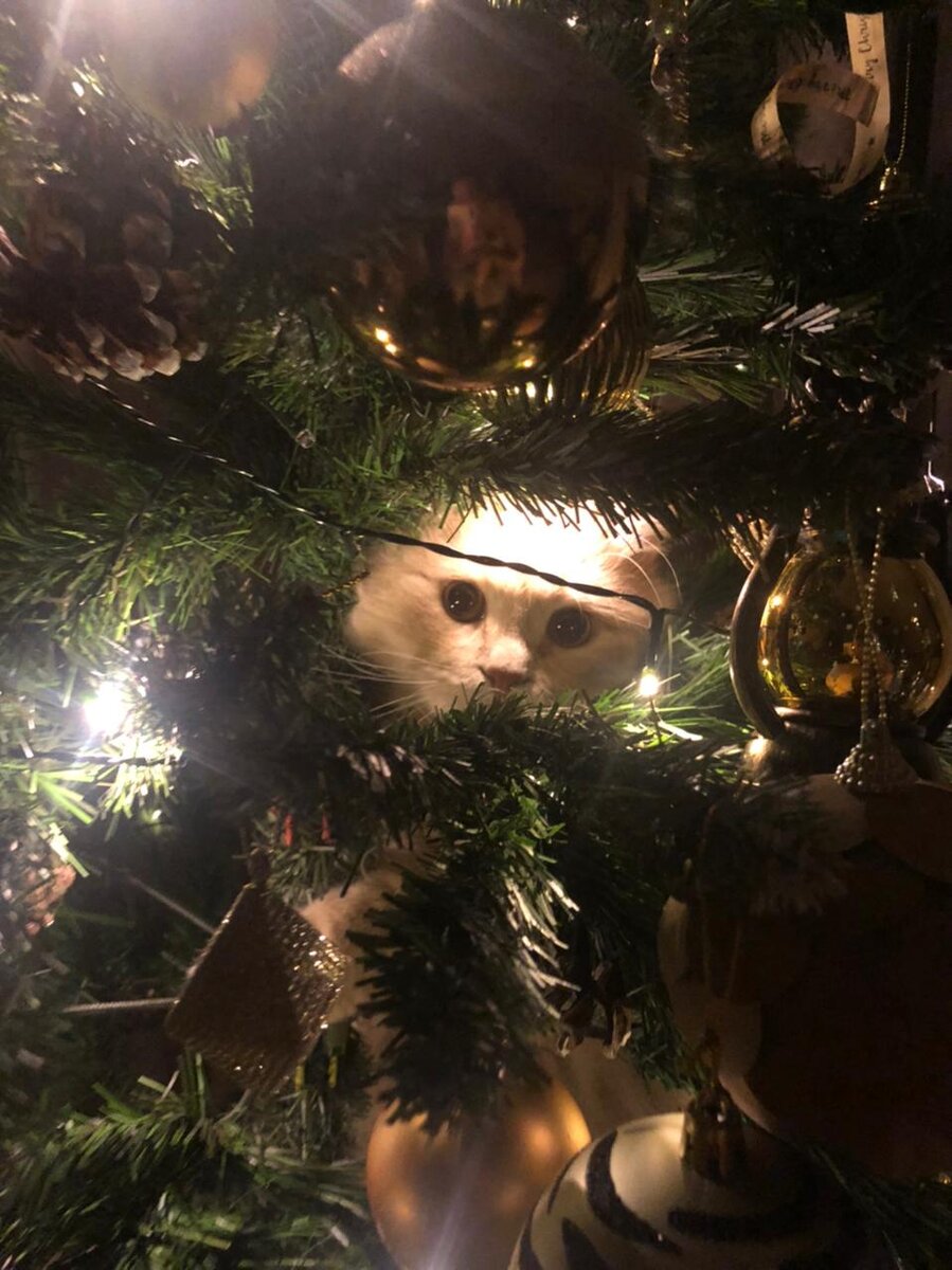 Хозяин на ёлке 2022 года. 