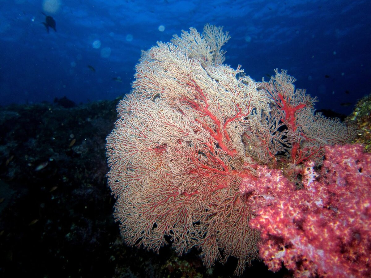 Кораллы в море фото Используют ли кораллы в ювелирном деле? Ломбард Валантис Дзен