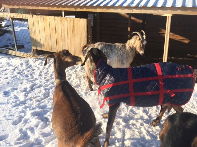 Мы не абы как - а в попоне, как приличные девочки. Листайте вправо, смотрите галерею.