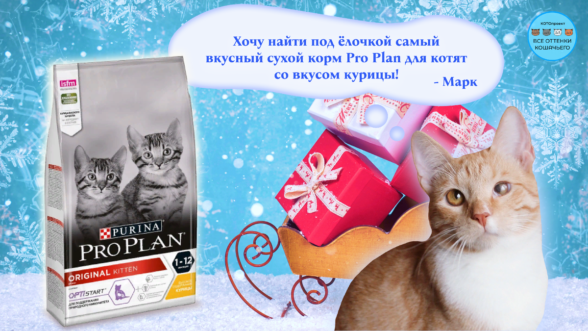 © ВСЕ ОТТЕНКИ КОШАЧЬЕГО. На фото котенок Марк, который ищет себе любящую семью!