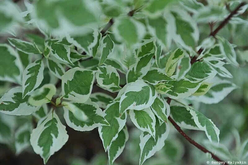  Дёрен былый 'Elegantissima'