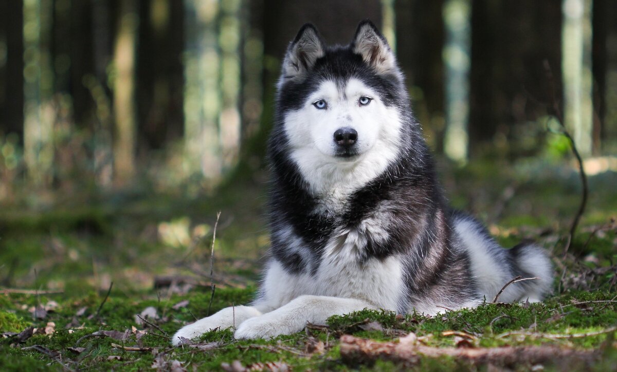 Каких собак нельзя держать в квартире | Petshop Journal | Дзен