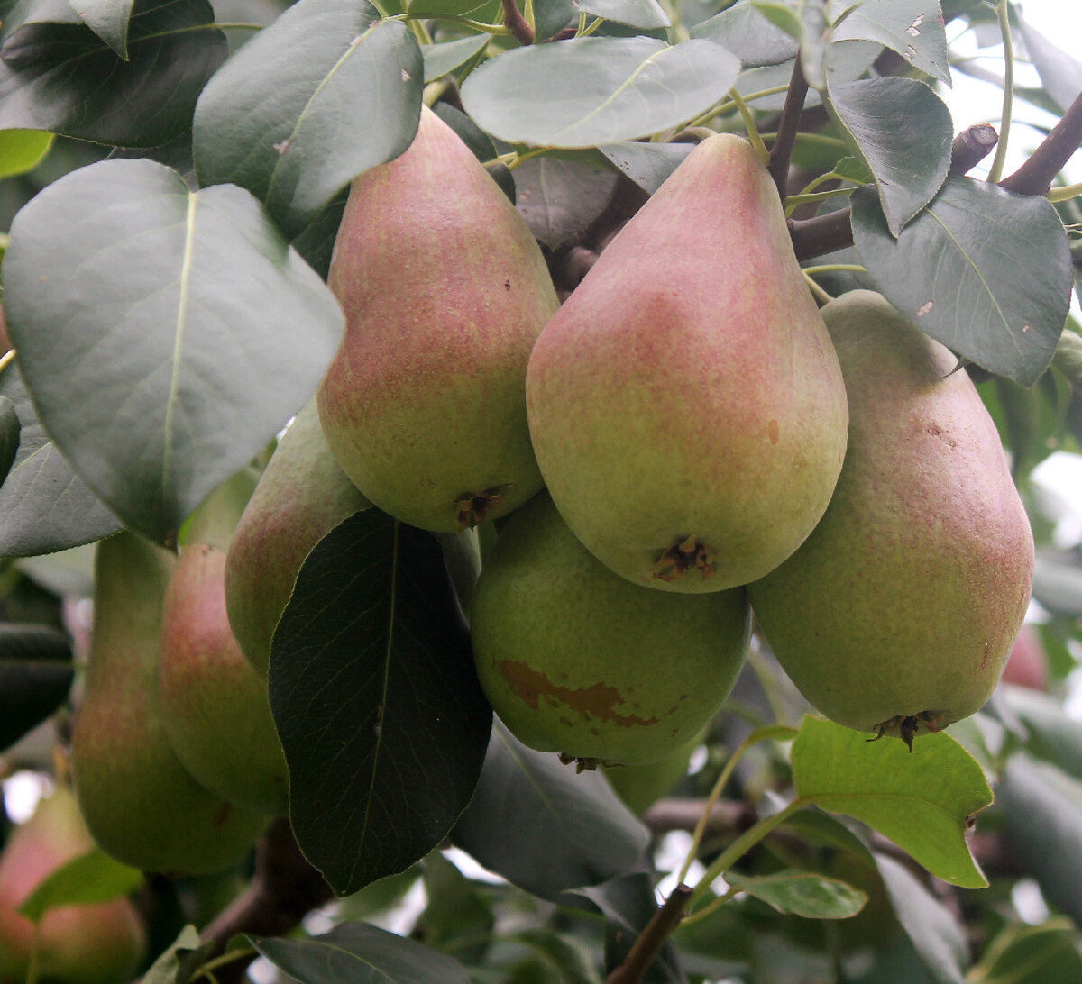 Груша перун опылители. Груша обыкновенная (Pyrus communis). Груша Кокинская. Сорт груши Чудесница. Груша Самарская Жемчужина.