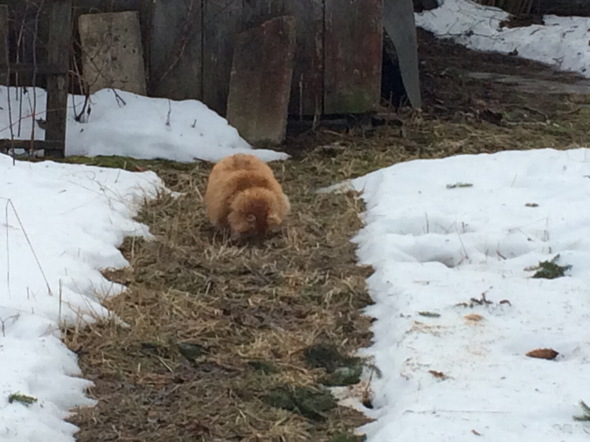 Беша что-то нашёл. Фото автора