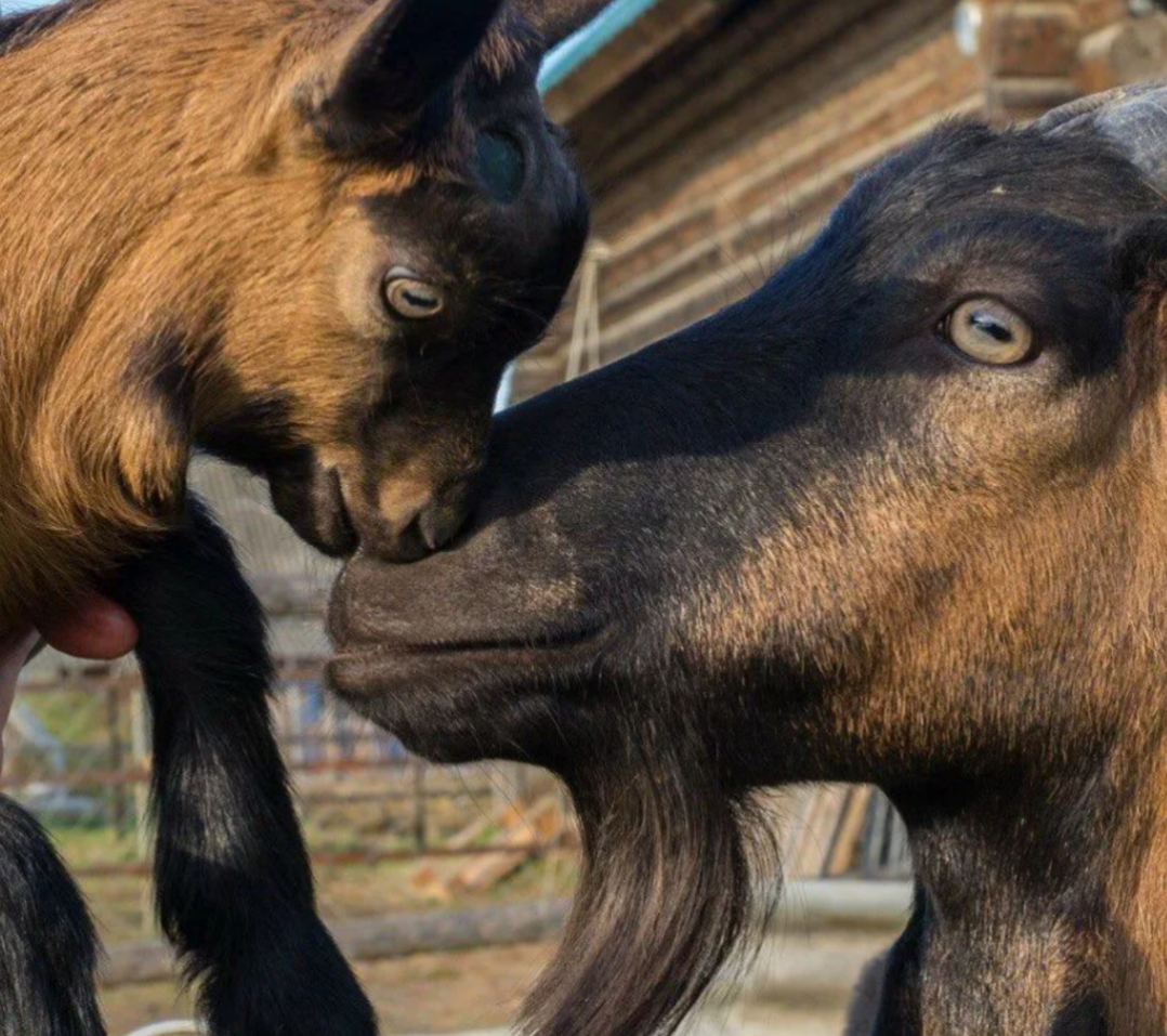 Чешская порода.