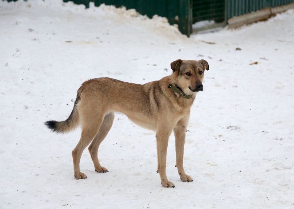 Йоки в приюте