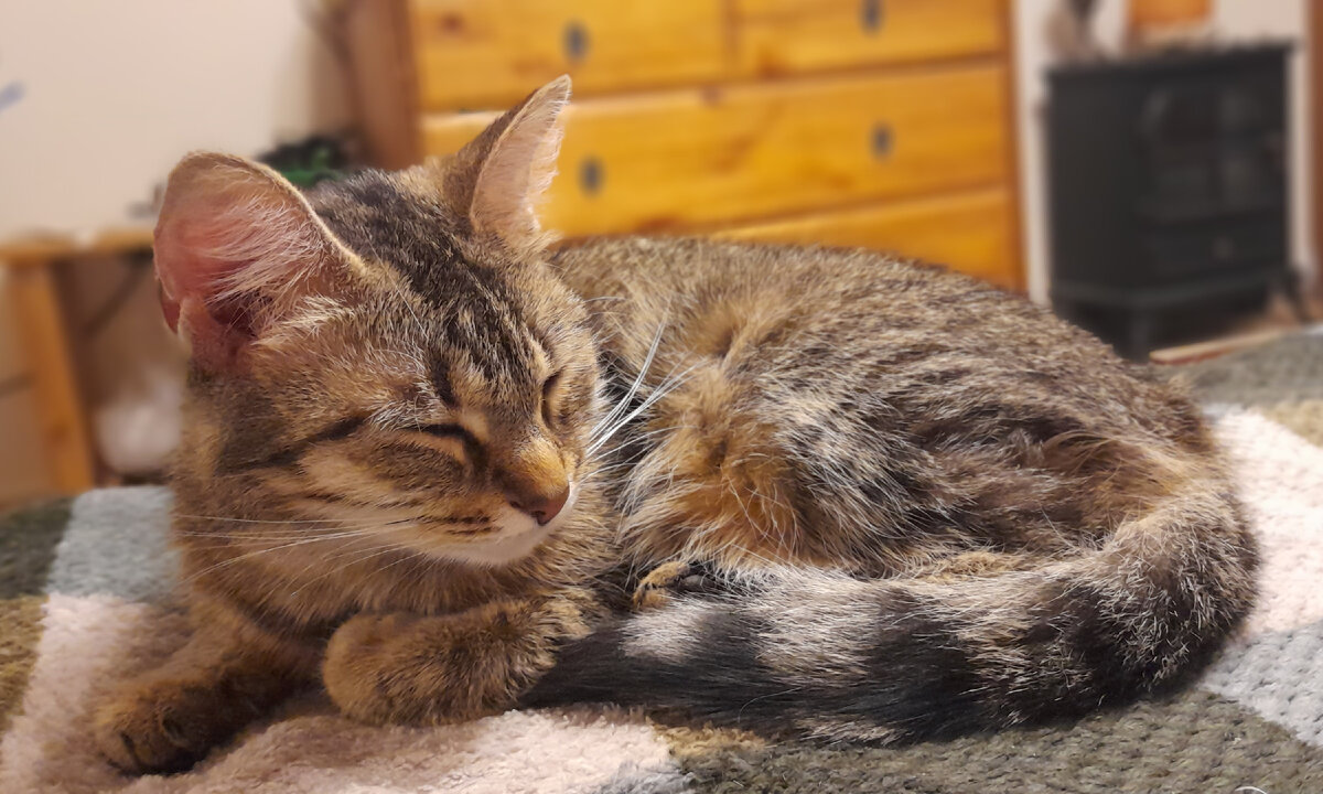 Кошка Мурёшка