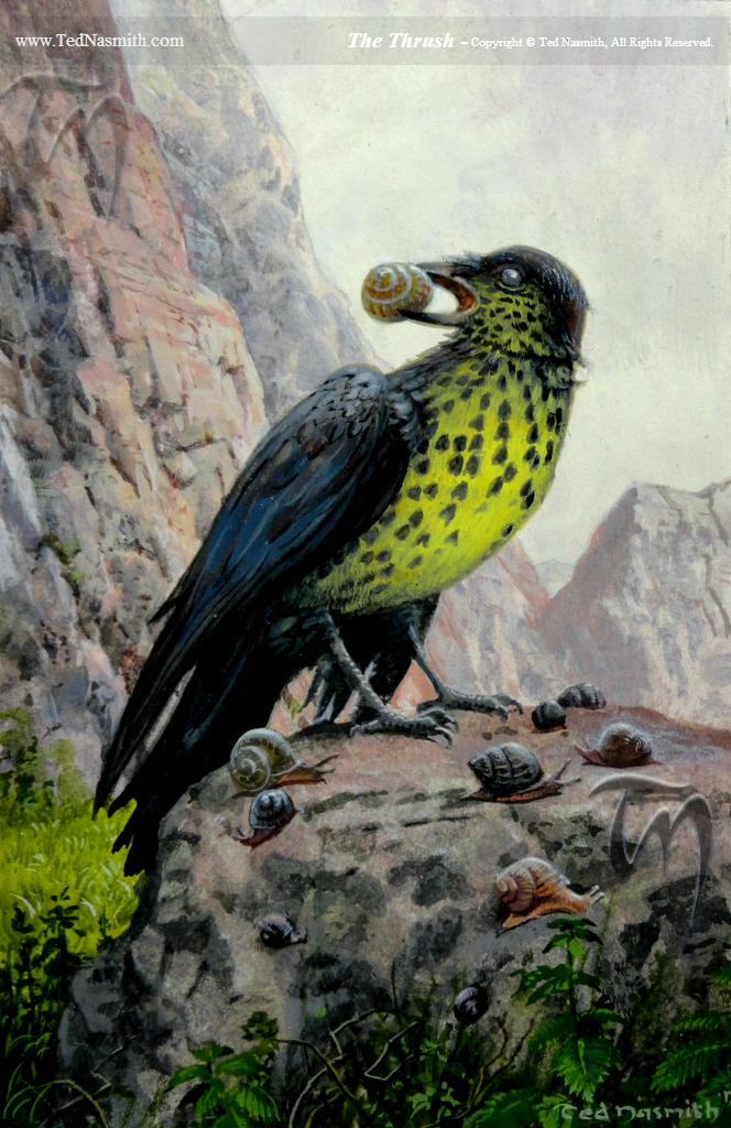 Дрозд, автор - Тед Несмит.