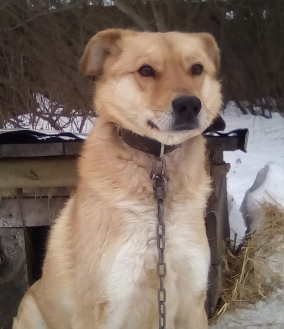 Бобик
