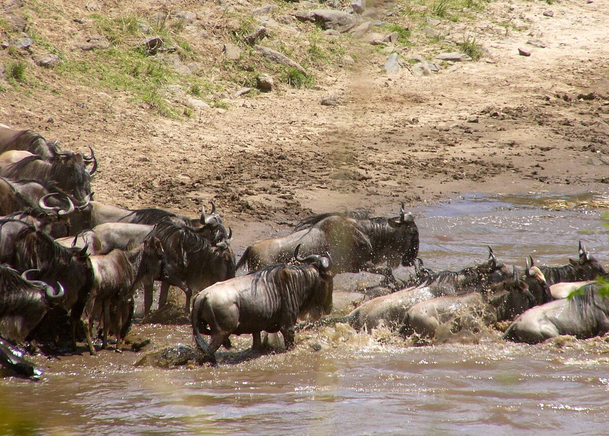 Антилопы на пути в новые земли